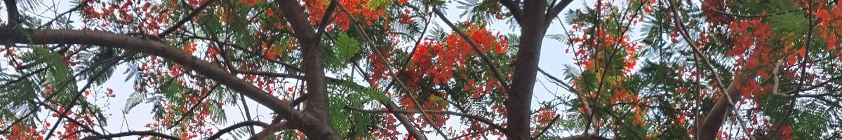 ইস্পাহানী ইমরান