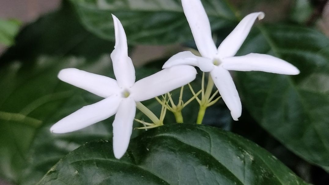 ছেলেবেলা
