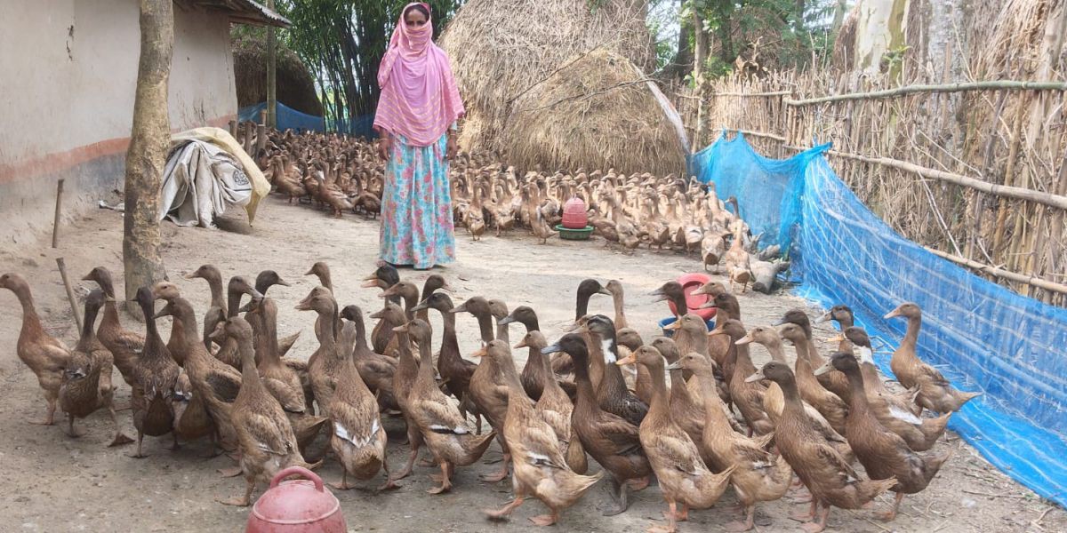 পাঁচবিবিতে হাঁস পালনে স্বাবলম্বী মিনারা বেগম