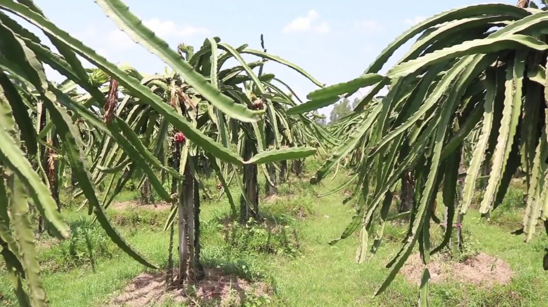 ⁣বগুড়ায় ড্রাগন চাষ করে সফল তরুন স্বপ্নবাজ লিটন বাবু; বছরে আয় ২লক্ষাধিক টাকা