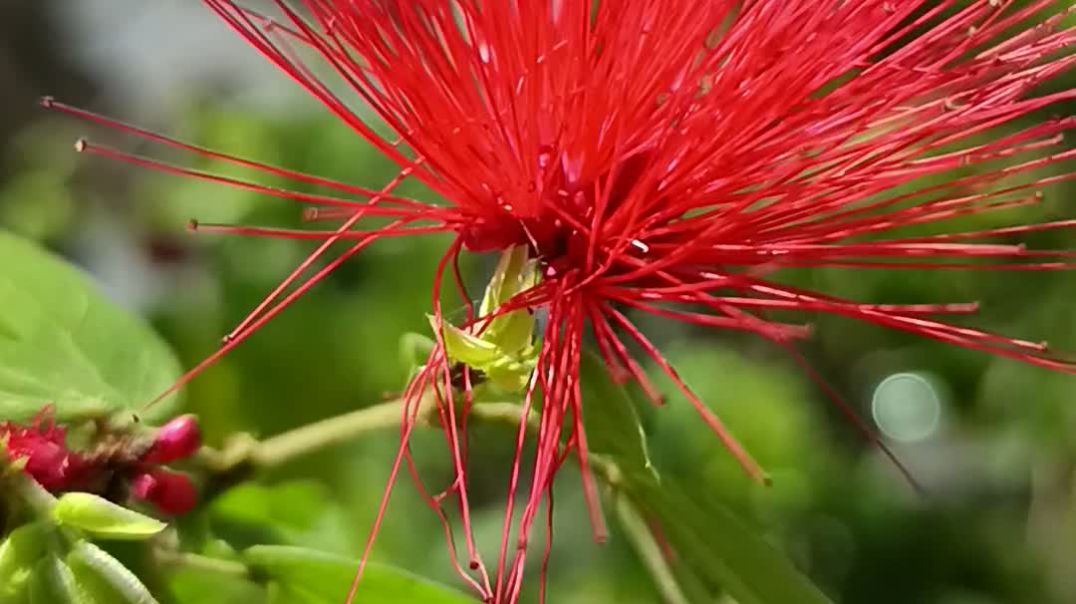 ⁣ফুল প্রকৃতিতে সুন্দর