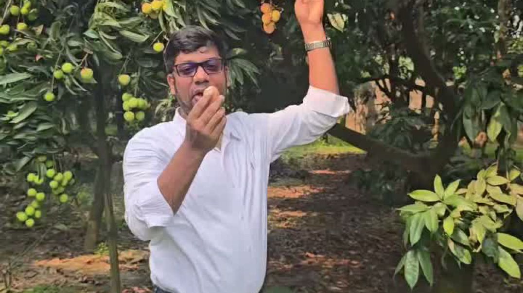 ⁣লিচু বাগান থেকে লিচু ছিড়ে খাওয়ার মজাই আলাদা।