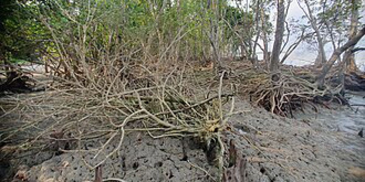 বেতাগীতে জলবায়ূ পরিবর্তনের ফলে ধুকছে জনপদ
