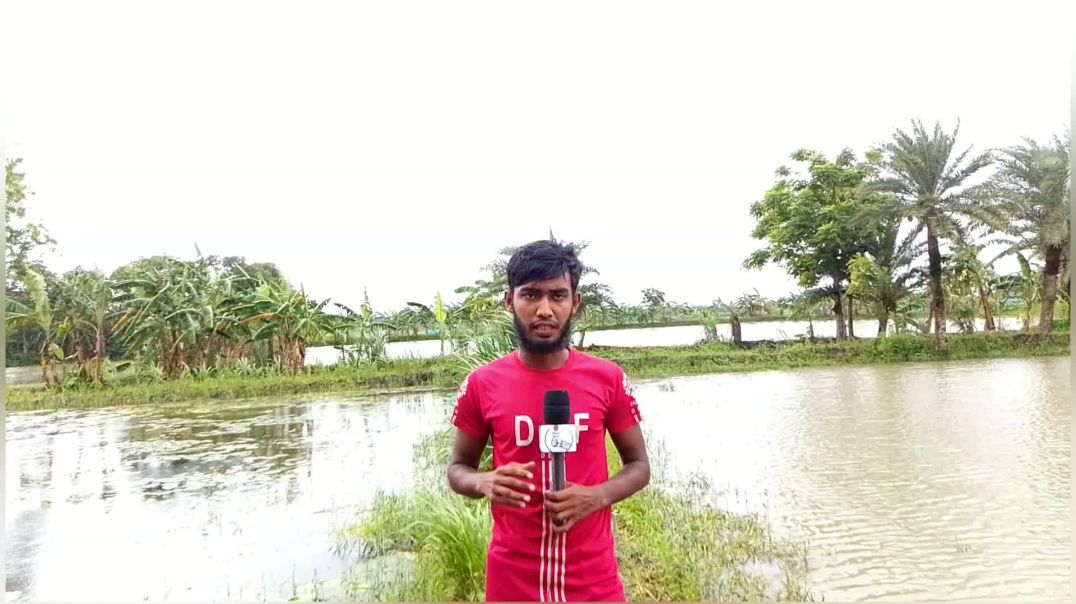 ⁣জলাব্ধতা ও নিম্নচাপের শিকার হয়েচ্ছে যশোর অভয়নগরের রুয়ের বিলের ঘের মালিকেরা ও মৎসচাষিরা......