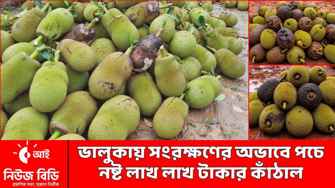 ⁣ভালুকায় সংরক্ষণের অভাবে পচে নষ্ট লাখ লাখ টাকার কাঁঠাল | Food Wastage | Sustainable Farming | News