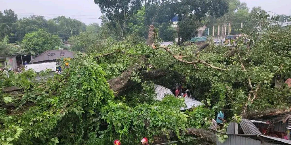 গোপালপুরের শিমলা বাজারে বৃহস্পতিবার বিকেলে   বটগাছ ভেঙে পড়ে ১০ থেকে ১৫ জন আহত..