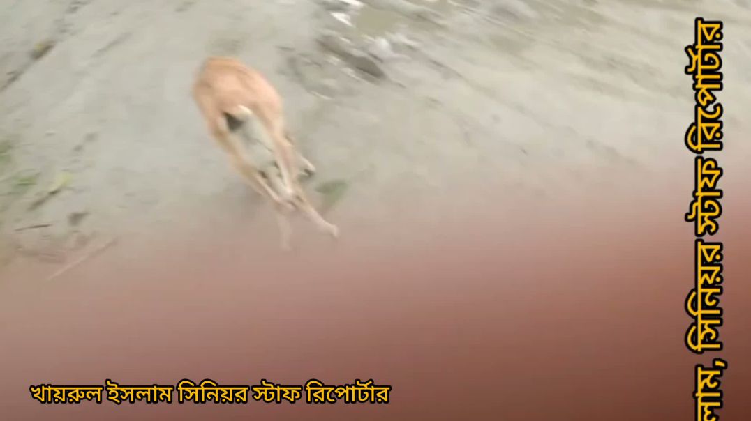 ⁣দু:খী মায়ের বট গাছের নিচে ছাপরি।