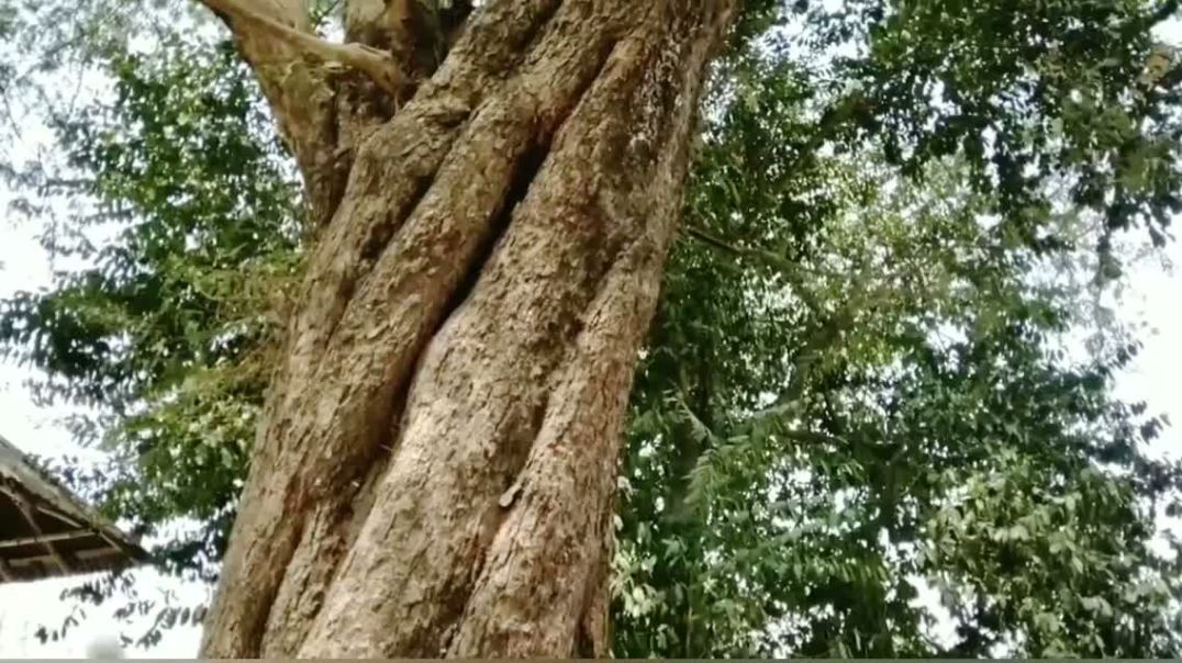 ⁣১০০ বছরের তেতুল গাছ নিয়ে যত রহস্য।।  জমিদারের জমিদারি প্রথা বিলিন, টিকে আছে তেতুলতলা।।