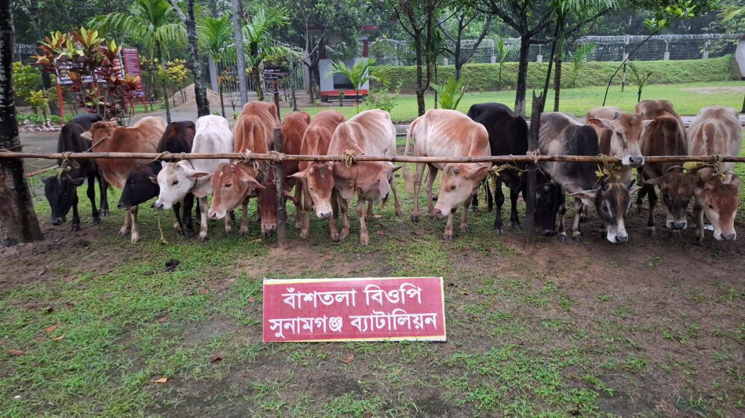 ⁣সুনামগঞ্জের তাহিরপুর ও দোয়ারাবাজার সীমান্ত দুটি স্পটে বিজিবি”র পৃথক অভিযানে ৩০ লাখ টাকার উপরে ভারতীয়