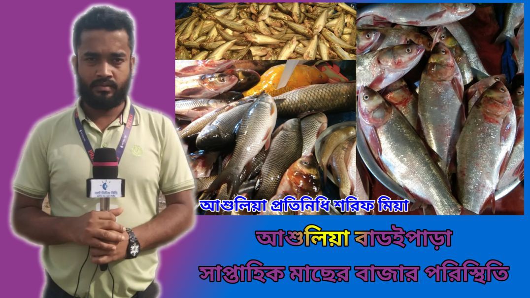 ⁣আশুলিয়া বাডইপাড়া সাপ্তাহিক মাছের বাজার পরিস্থিতি নিয়ে সর্বশেষ