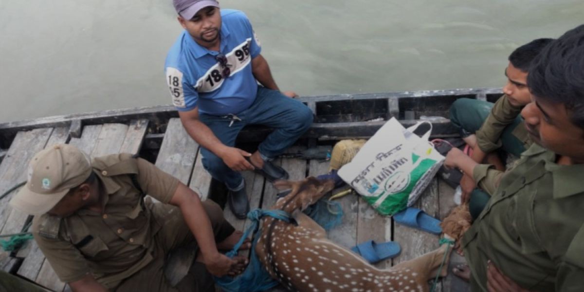 সাতক্ষীরার গ্রাম থেকে উদ্ধারকৃত হরিণ সুন্দরবনে অবমুক্ত