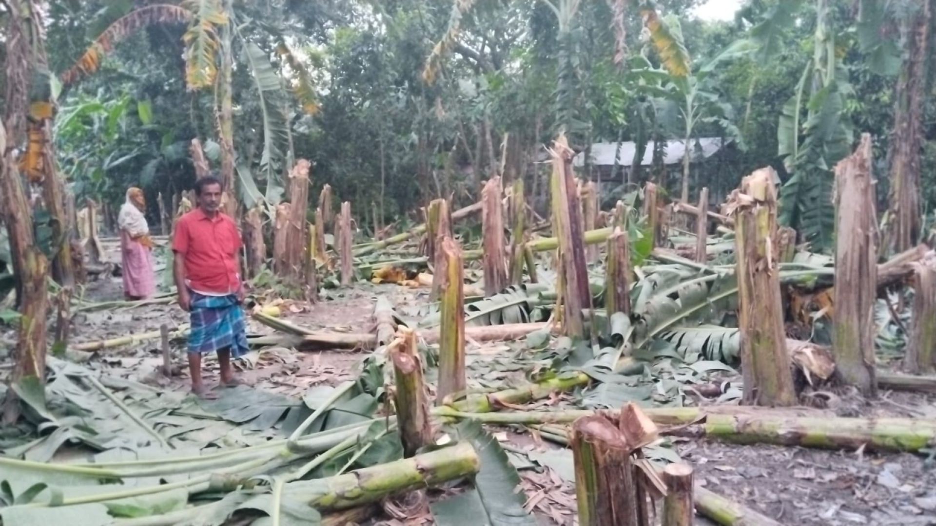 বাজিতপুরে দিনে-দুপুরে  ৩০০ কলাগাছ কেটে ফেলেছে  দুর্বৃত্তরা।