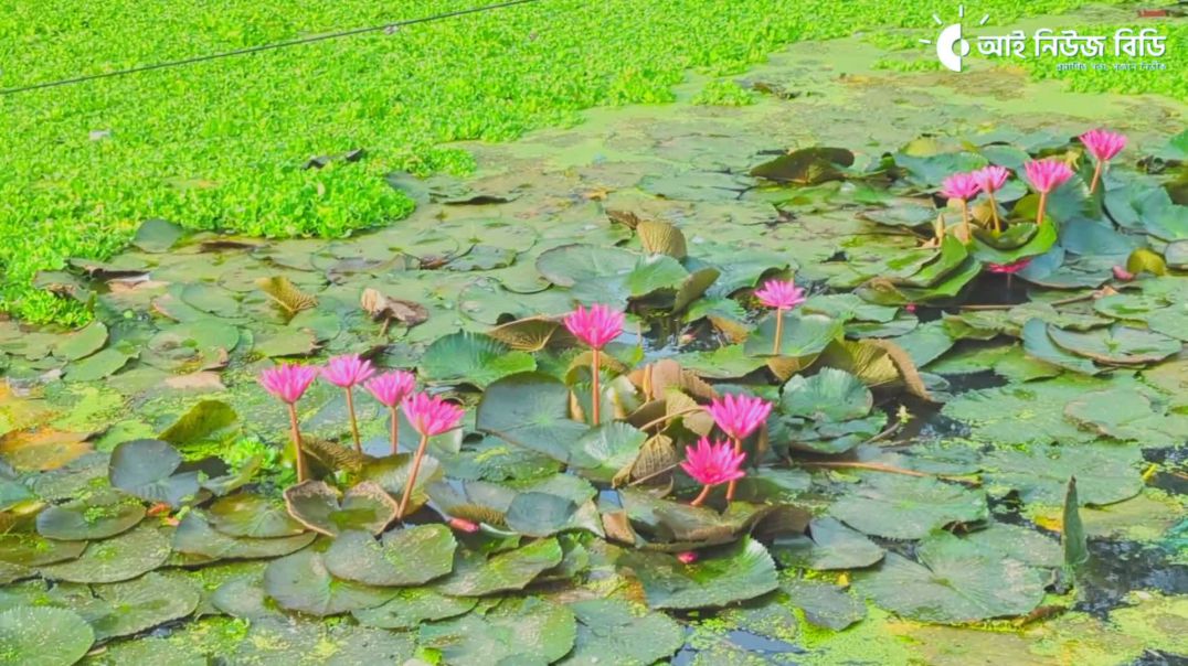 ⁣ব্রাহ্মণবাড়িয়ার কসবায় পরিত্যক্ত ঝিলের পানিতে শোভা ছড়াচ্ছে লাল শাপলা