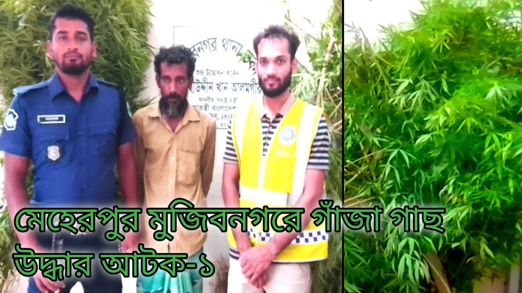 ⁣⁣মেহেরপুর মুজিবনগরে গাঁজা গাছ উদ্ধার আটক-১