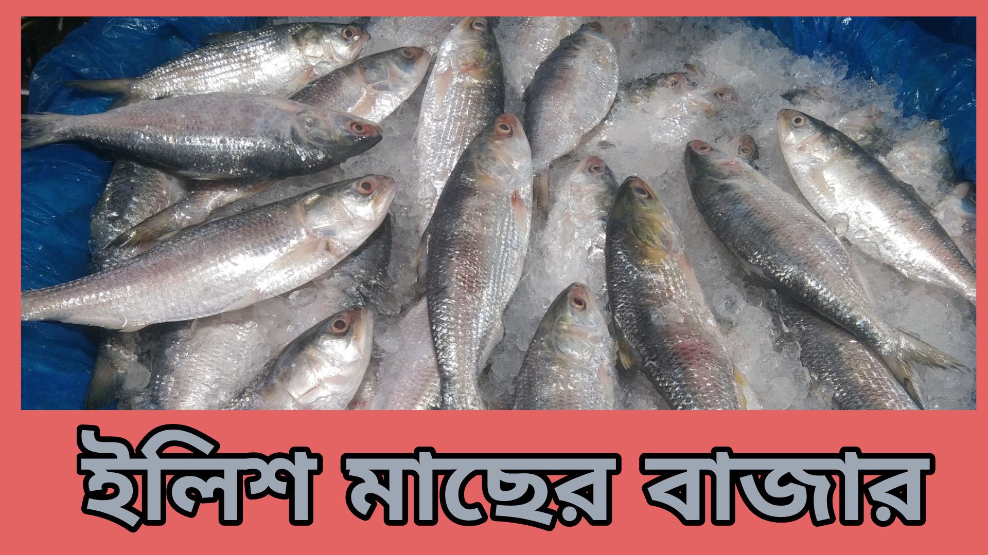 ⁣সাপ্তাহিক মাছের বাজার পরিস্থিতি আশুলিয়া বাড়ইপাড়া